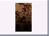 Nokiali jpg thumb